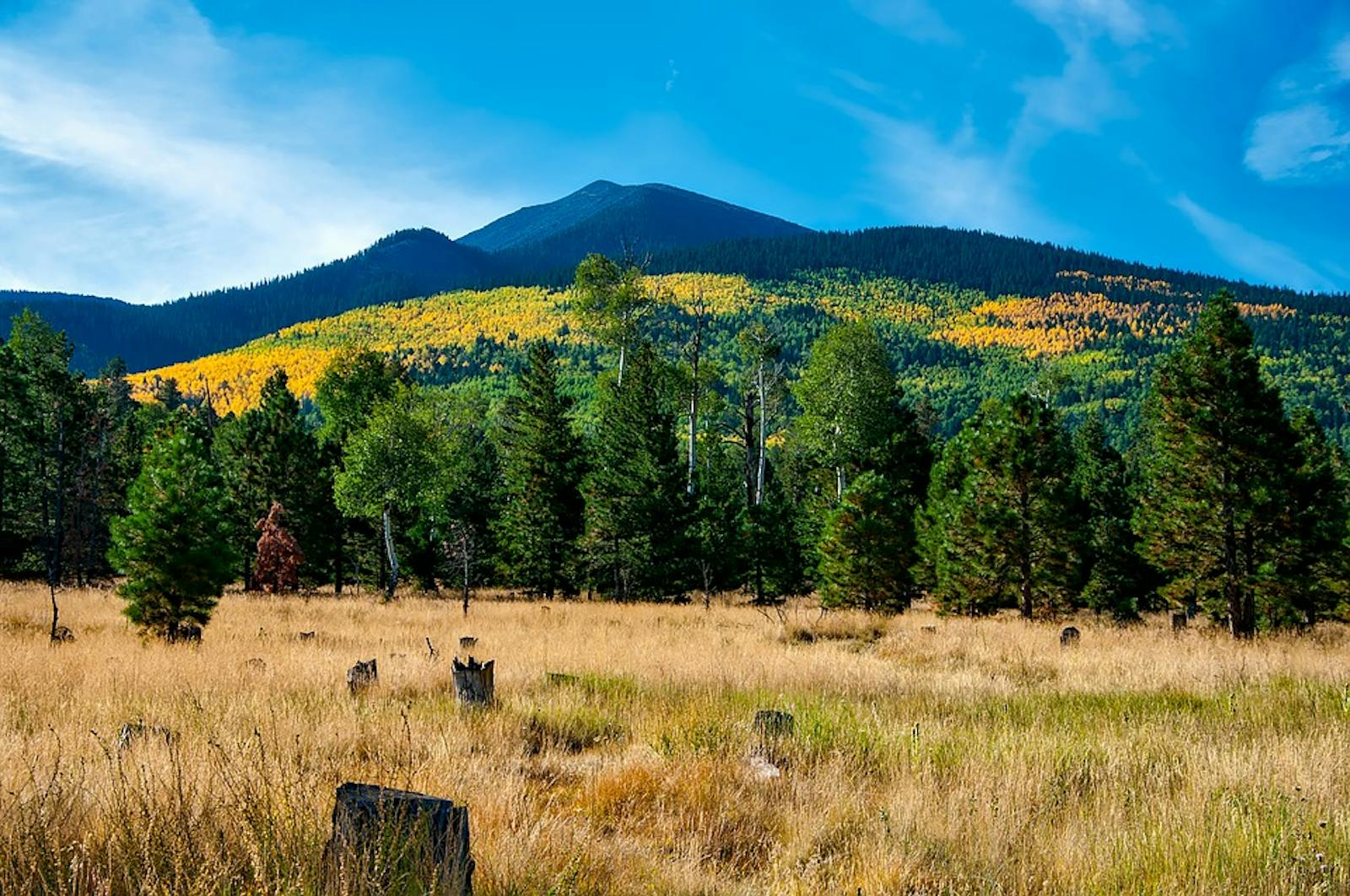 Arizona Mountains Forests One Earth